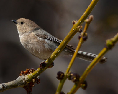 BUSHTIT