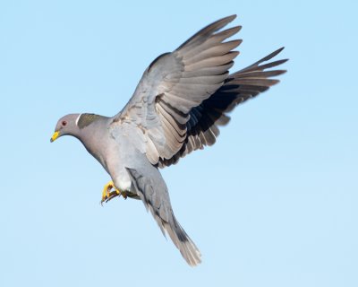 BAND-TAILED PIGEON
