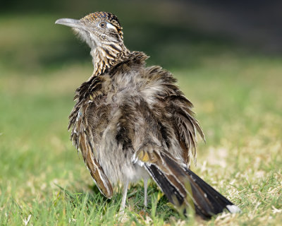 GREATER ROADRUNNER
