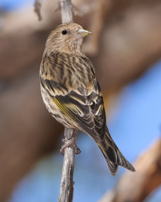 PINE SISKIN