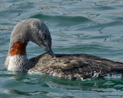 RED-THROATED LOON
