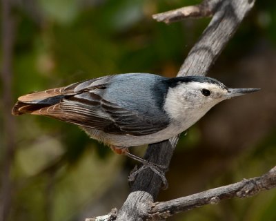 WHITE-BREASTED NUTHATCH