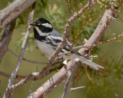 BLACK-THROATED GRAY WARBLER