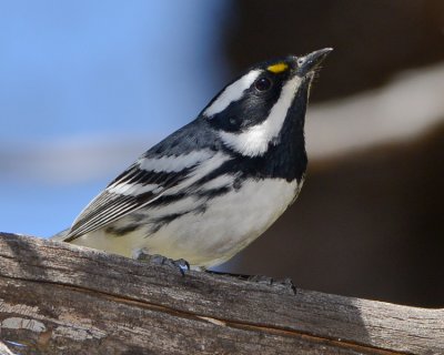 BLACK_THROATED_GRAY_WARBLER