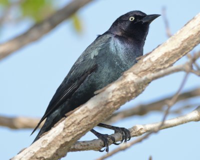 BREWER'S BLACKBIRD