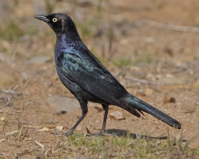BREWER'S BLACKBIRD