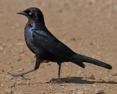 BREWER'S BLACKBIRD