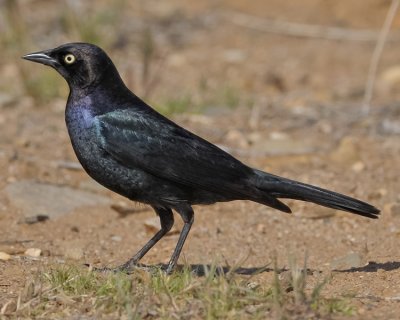 BREWER'S BLACKBIRD