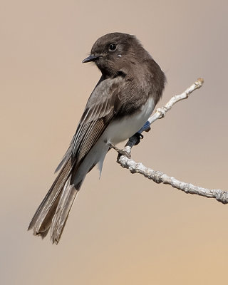 BLACK PHOEBE