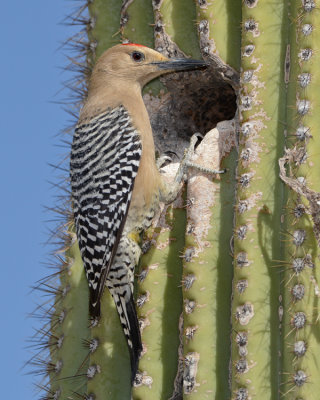 GILA WOODPECKER