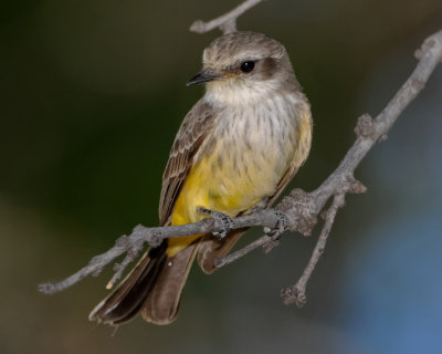 VERMILION FLYCATCHER