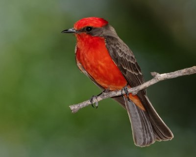 VERMILION FLYCATCHER