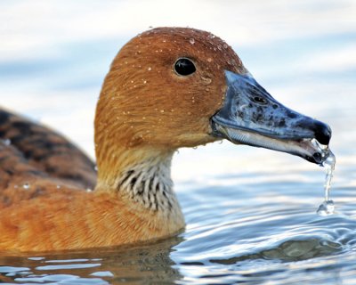FULVOUS WHISTLING-DUCK