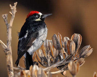 ACORN WOODPECKER