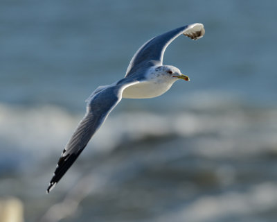 WESTERN GULL