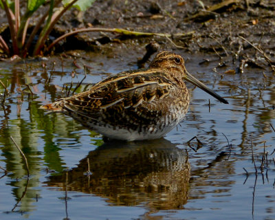 WILSON'S SNIPE