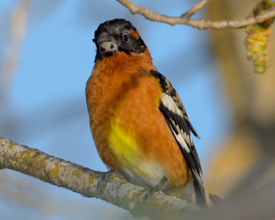 BLACK-HEADED GROSBEAK