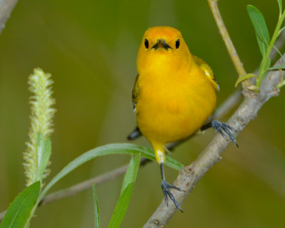 PROTHONOTARY WARBLER