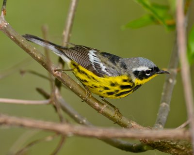 MAGNOLIA WARBLER