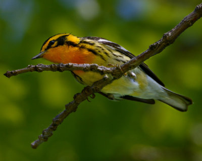 BLACKBURNIAN WARBLER