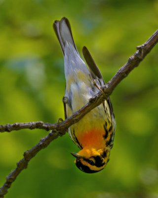 BLACKBURNIAN WARBLER