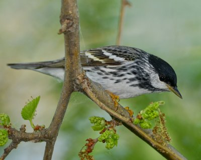 BLACKPOLL WARBLER