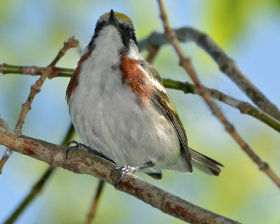 CHESTNUT-SIDED WARBLER