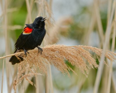 RED-WINGED BLACKBIRD