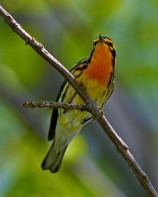 BLACKBURNIAN WARBLER