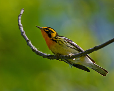 BLACKBURNIAN WARBLER