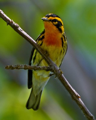 BLACKBURNIAN WARBLER