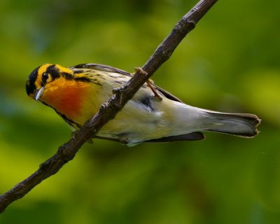 BLACKBURNIAN WARBLER