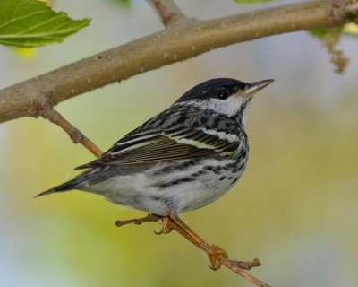 BLACKPOLL WARBLER