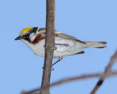 CHESTNUT-SIDED WARBLER