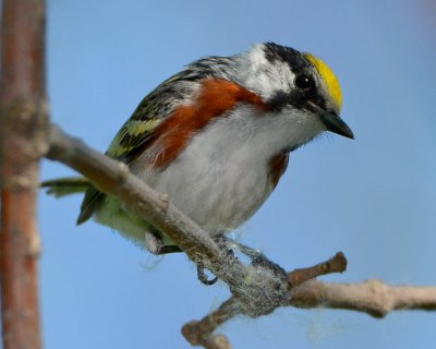 CHESTNUT-SIDED WARBLER