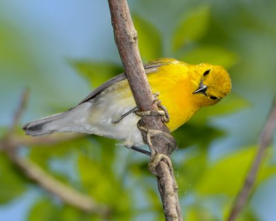 PROTHONOTARY WARBLER