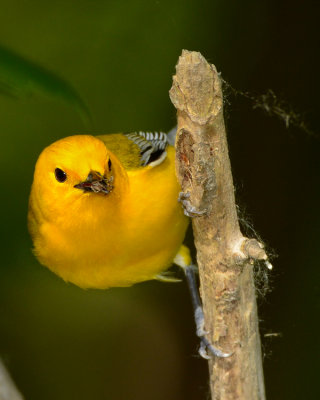 PROTHONOTARY WARBLER