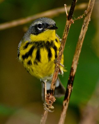MAGNOLIA WARBLER