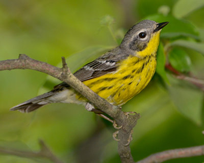 MAGNOLIA WARBLER