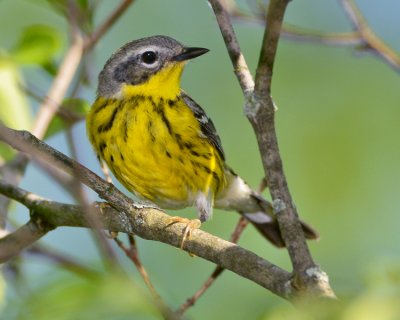 MAGNOLIA WARBLER