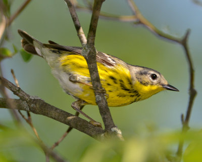 MAGNOLIA WARBLER