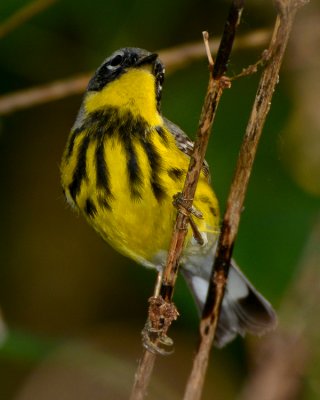 MAGNOLIA WARBLER