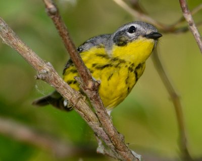 MAGNOLIA WARBLER