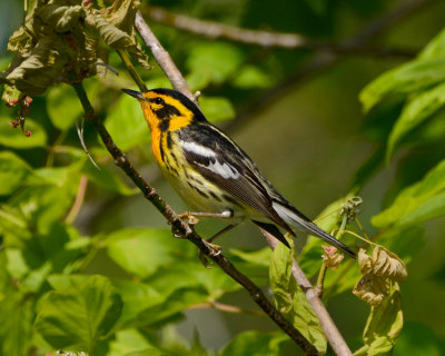 BLACKBURNIAN WARBLER