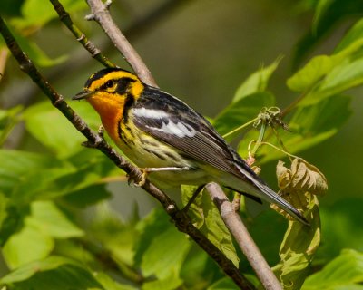 BLACKBURNIAN WARBLER