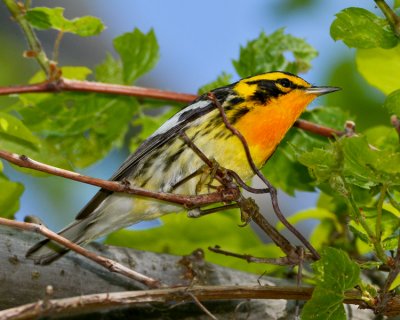 BLACKBURNIAN WARBLER