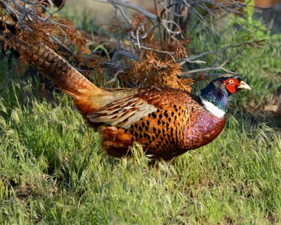 RING-NECKED PHEASANT