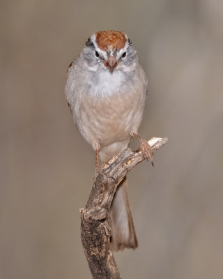 CHIPPING SPARROW