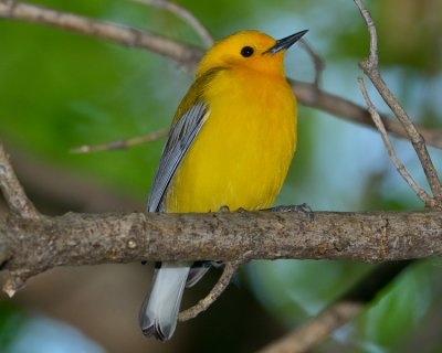 PROTHONOTARY WARBLER