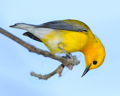 PROTHONOTARY WARBLER